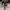 Elegant Women's Business Suit Set for Professional Occasions – Emily