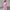 Elegant Women’s Blazer Pants Suit Set for Formal Wear – Emily